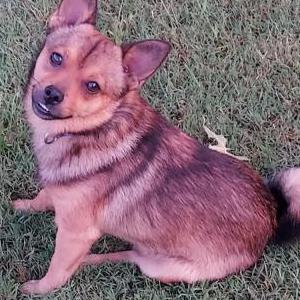 Image of Freddie, Lost Dog