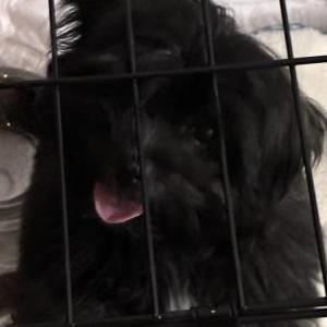 Image of Domino, Lost Dog