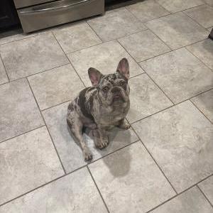 Image of Bubbles, Lost Dog