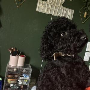 Image of Banx, Lost Dog