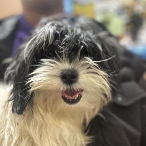 Image of Unknown, Found Dog