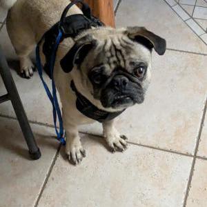 Image of Unknown, Found Dog