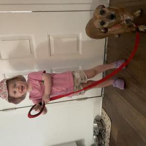 Image of Dalila, Lost Dog