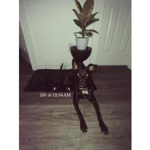Image of Coco chanel, Lost Dog