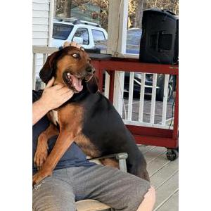 Image of Crocket, Lost Dog