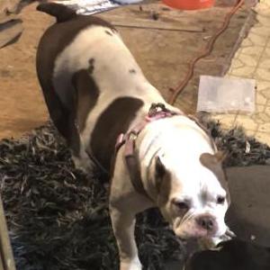 Image of Diamond, Lost Dog