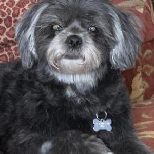 Image of Midnight, Lost Dog