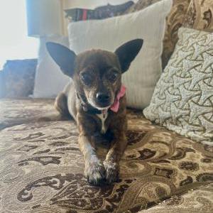 Lost Dog Millie