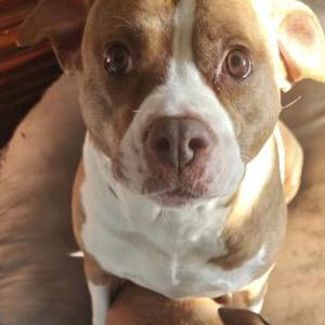 Lost Dog Cookie