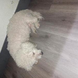 Found Dog Unknown