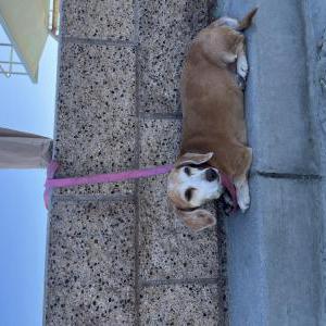 Lost Dog Daizy