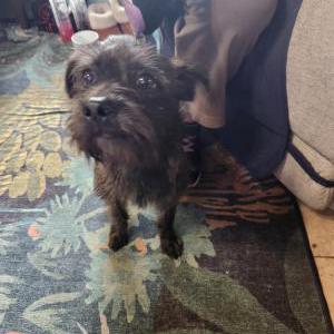 Found Dog Unknown