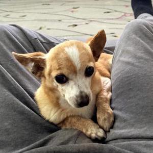 Image of Diego, Lost Dog