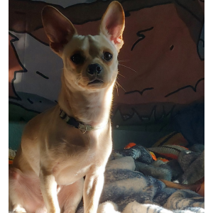 Image of Walter, Lost Dog