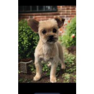 Image of Mamacita, Lost Dog
