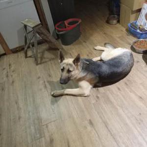 Image of Cosmo, Lost Dog