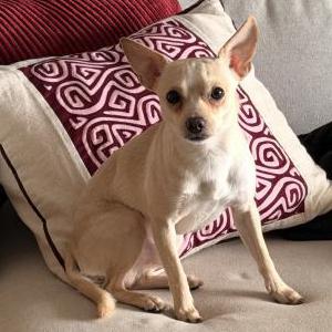 Found Dog Unknown
