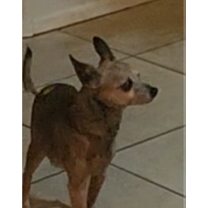 Image of Moco, Lost Dog