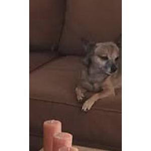2nd Image of Moco, Lost Dog
