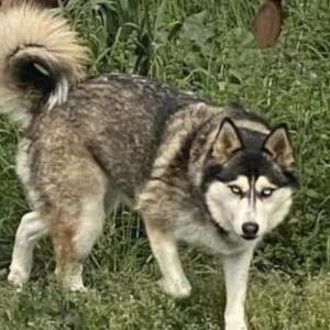 Image of Dixie, Lost Dog