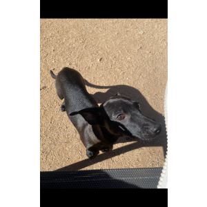 Image of Mako, Lost Dog