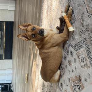 Lost Dog Mango