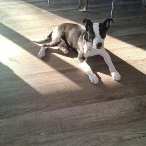 Image of JR, Lost Dog
