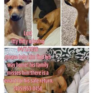 Image of Itty bitty, Lost Dog