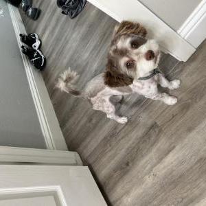 Lost Dog Benji