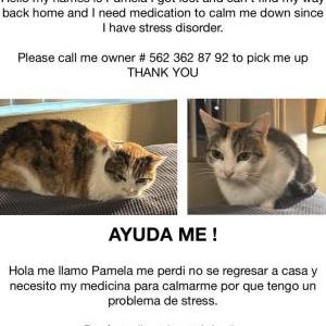 Image of Pamela, Lost Cat