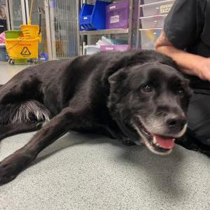 Image of Zeke, Found Dog