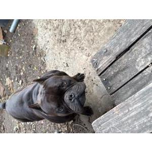 Image of Unknown, Found Dog