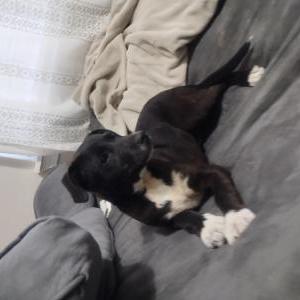 Image of Unknown, Found Dog