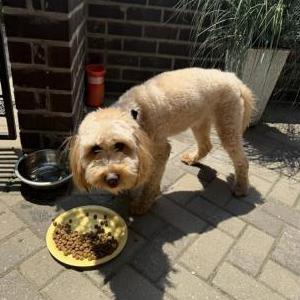 Image of Unknown, Found Dog