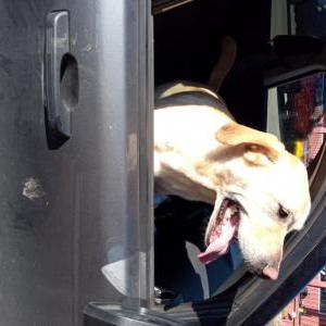Image of Unknown, Found Dog