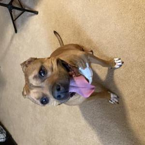 Image of Unknown, Found Dog