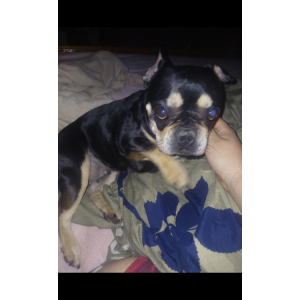 Image of Daisy, Lost Dog