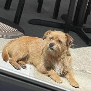 Found Dog Unknown