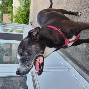 Image of Unknown, Found Dog