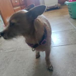 Found Dog Unknown