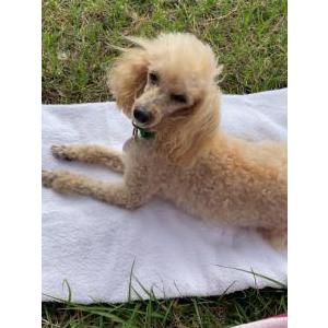 Lost Dog Tabby