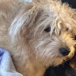 Image of Simba, Lost Dog