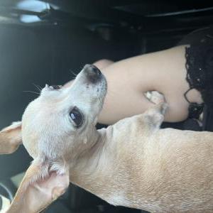 Image of Luna, Lost Dog