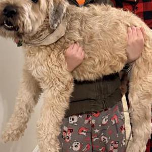Image of Maddy, Lost Dog