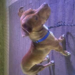 Image of Dooney, Lost Dog