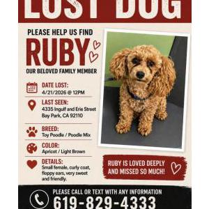 Image of Ruby, Lost Dog