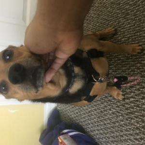 Image of King, Found Dog