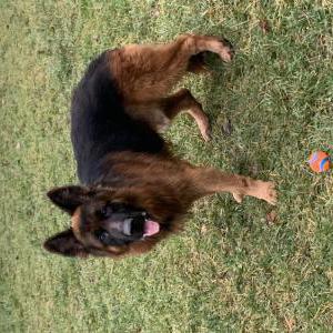 Lost Dog Taser