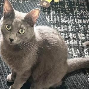 Image of RICKIE, Lost Cat