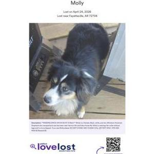 Image of Molly, Lost Dog